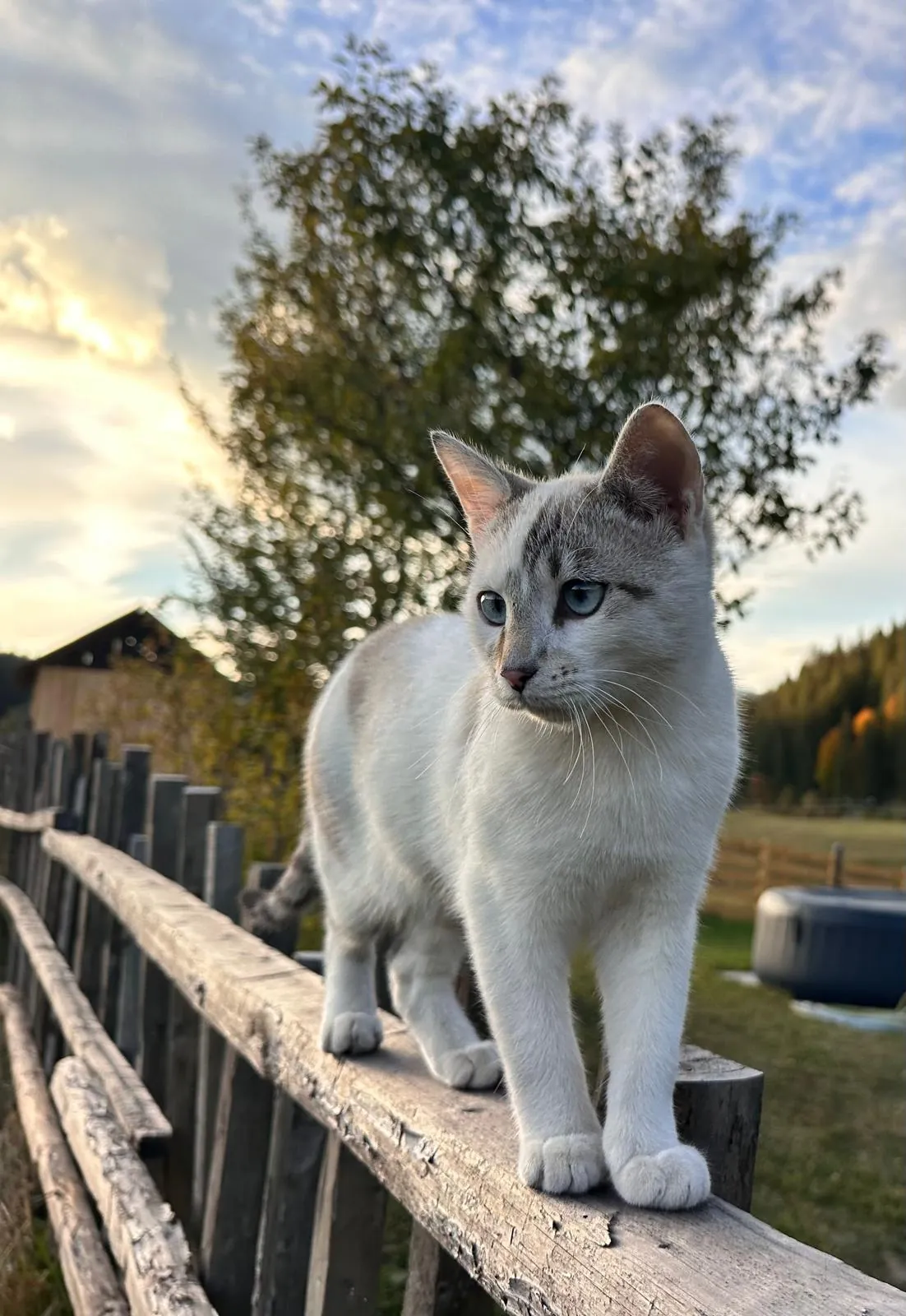 Artie, mascota casei, pe gardul de lemn al curții