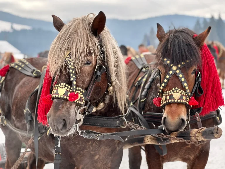 Muzee și tradiții din Bucovina: o zi frumoasă și pe ploaie